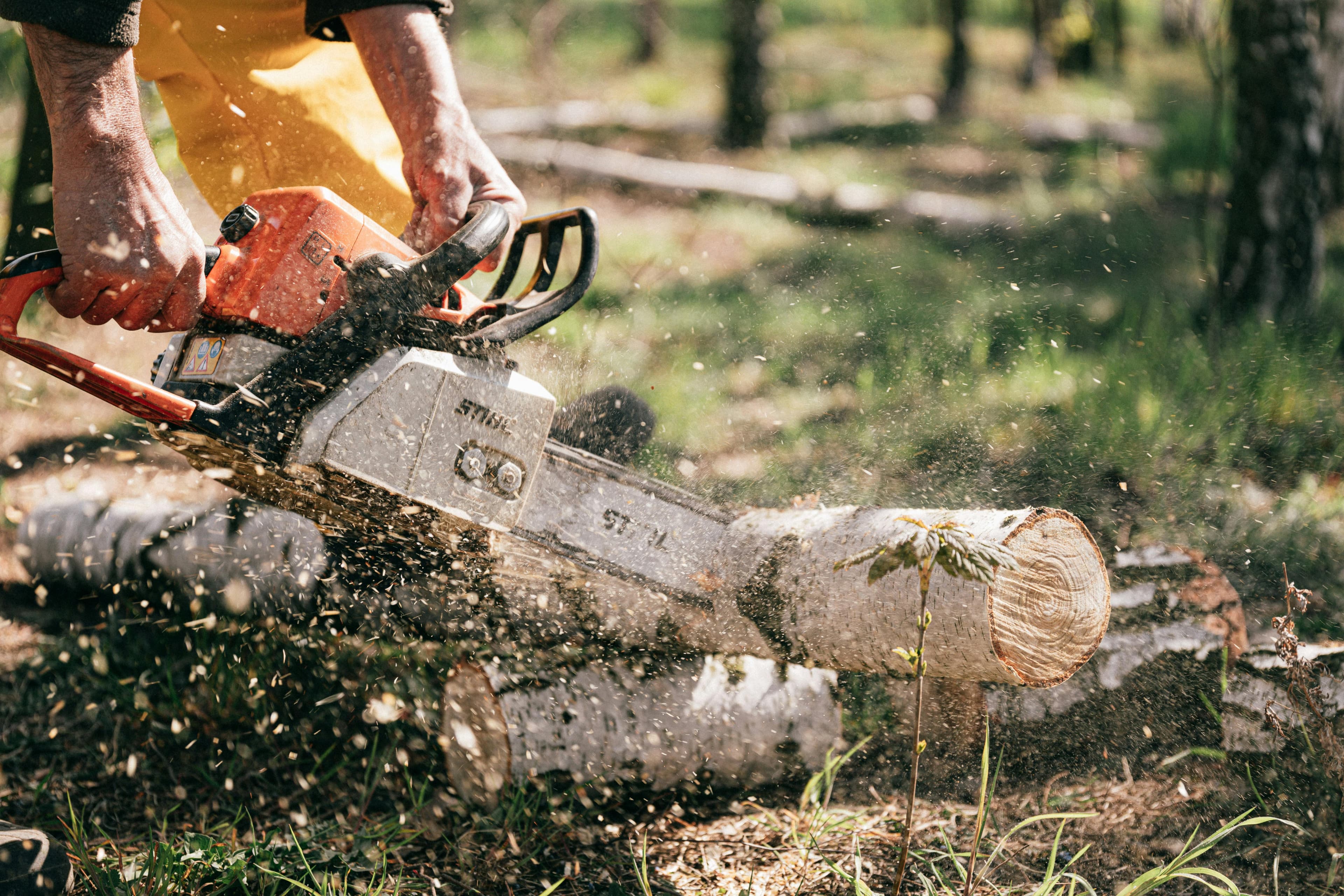 Tree Pruning Services