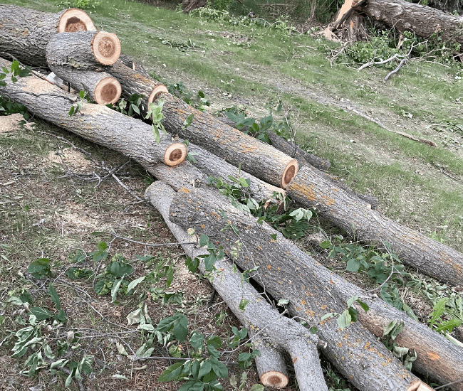 Tree Root Grinding