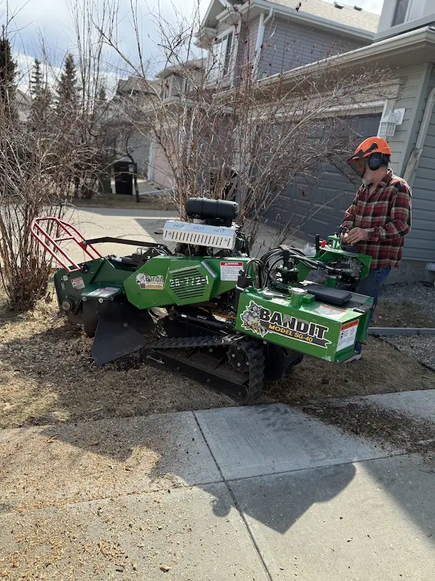 Professional stump removal technician